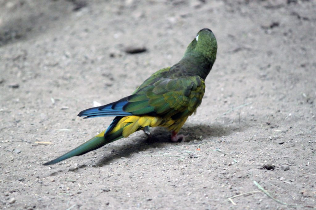 Another stunningly beautiful bird at the Hogle Zoo.