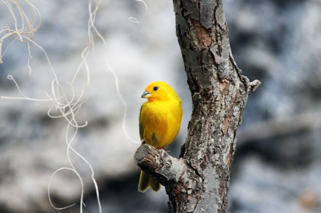 A glorious little yellow bird at Hogle Zoo. He is so pretty.