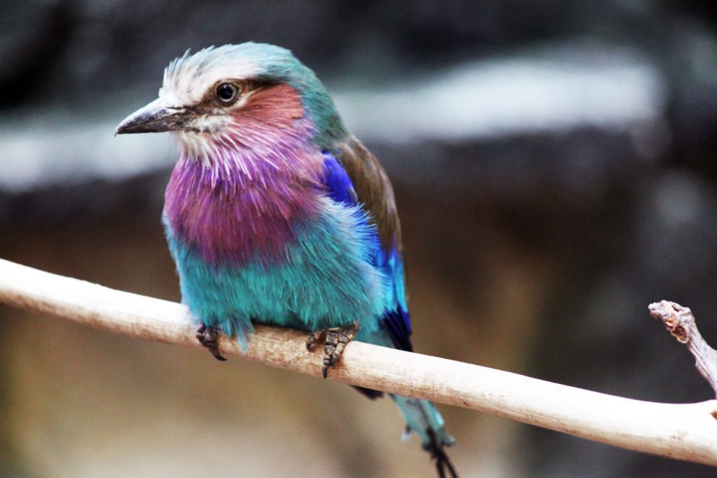 A pretty little colorful bird at the Hogle Zoo.