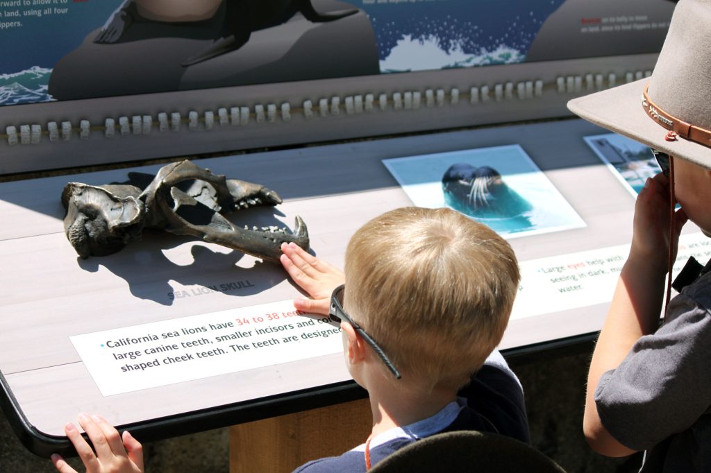 DEH touching part of a sea lion skeleton.