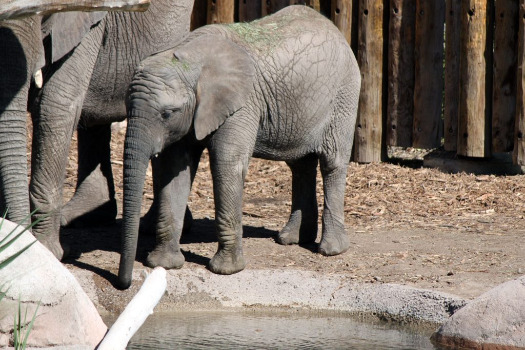 The cutest baby elephant in the entire world at the Hogle Zoo in Salt Lake City, Utah.