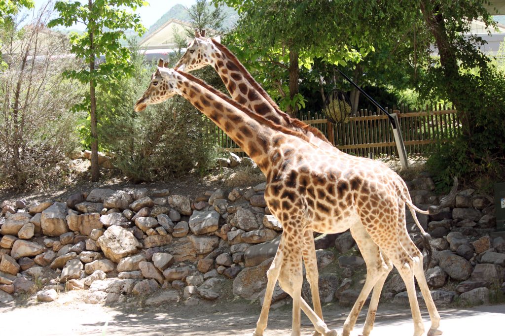 Beautiful giraffe's at Hogle Zoo in Salt Lake City, Utah.