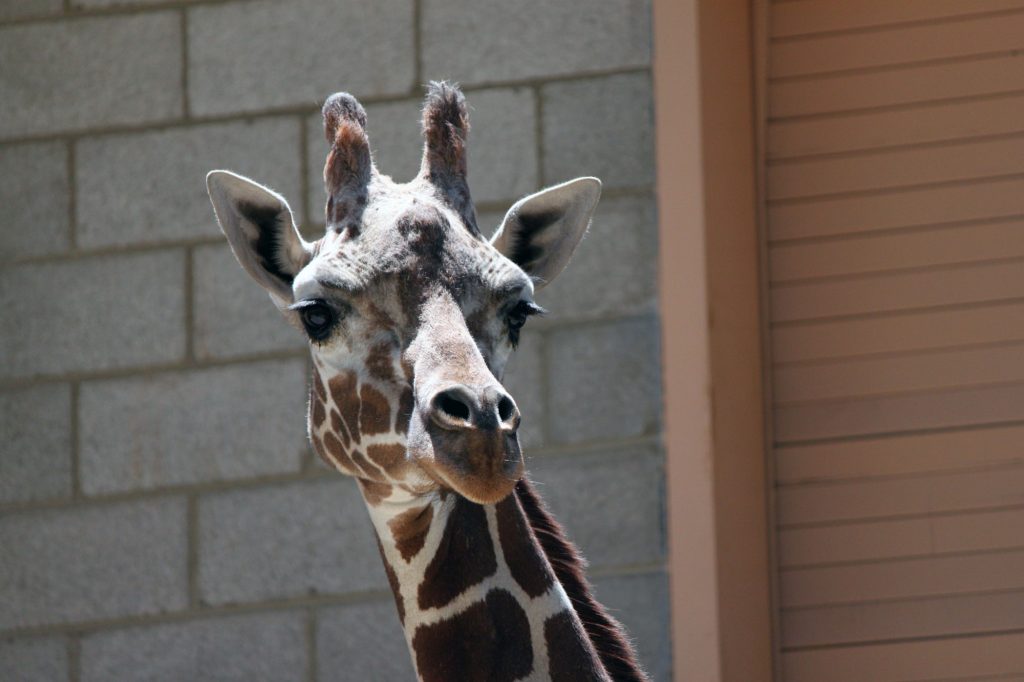 Beautiful giraffe's at Hogle Zoo in Salt Lake City, Utah.