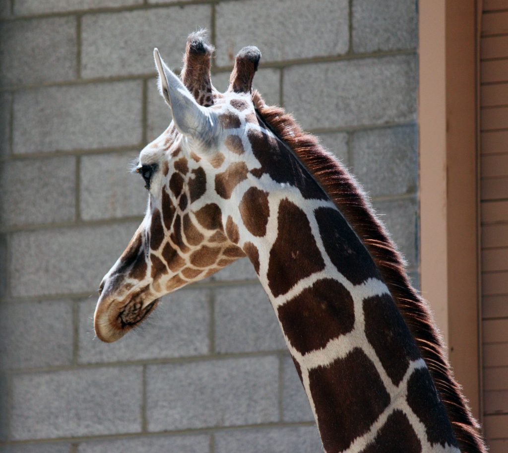 Beautiful giraffe's at Hogle Zoo in Salt Lake City, Utah.