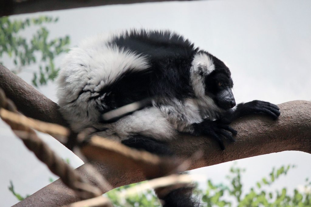 Monkey at Hogle Zoo in Salt Lake City, Utah