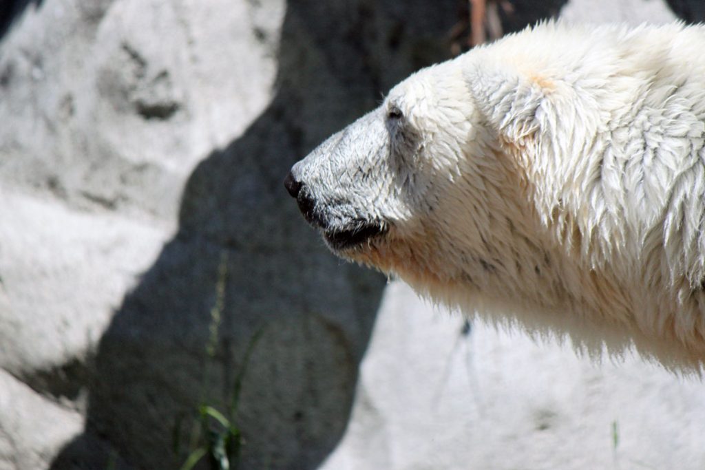 A closeup of a polar bear at Hogle Zoo in Salt Lake City, Utah.