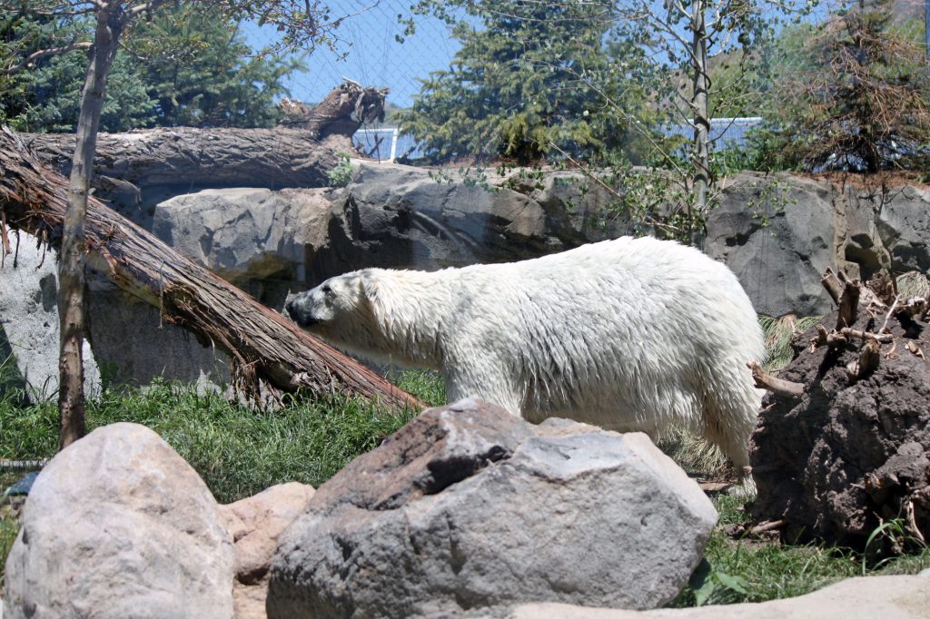 The polar bears at Hogle Zoo.