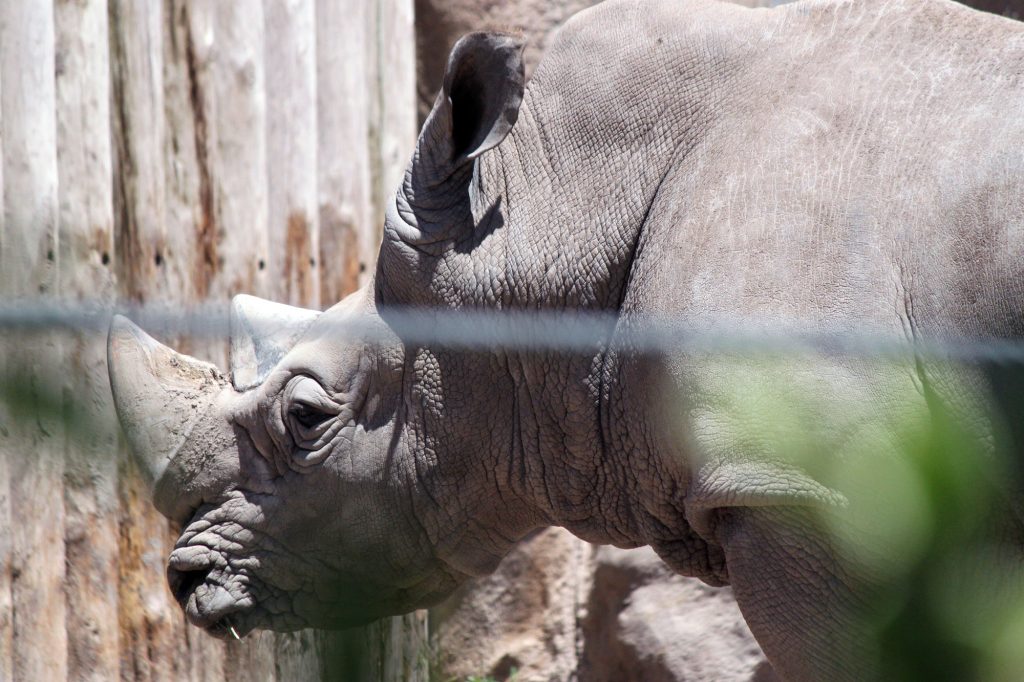 A wonderful rhino at the Hogle Zoo in Salt Lake City, Utah.