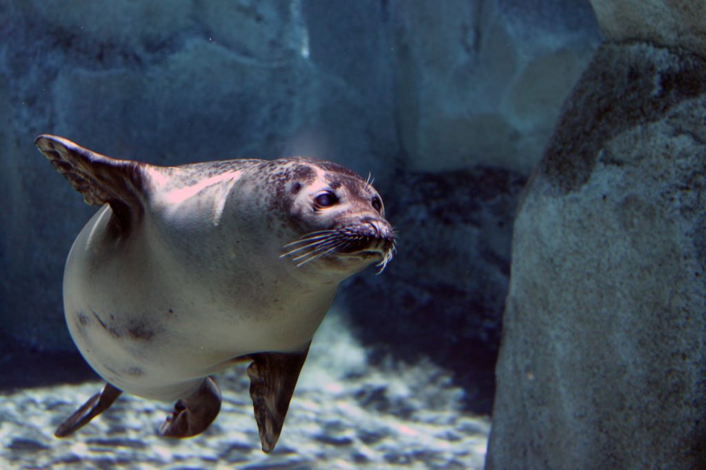 A sea lion gliding through the water at the Hogle Zoo in Salt Lake City, Utah.
