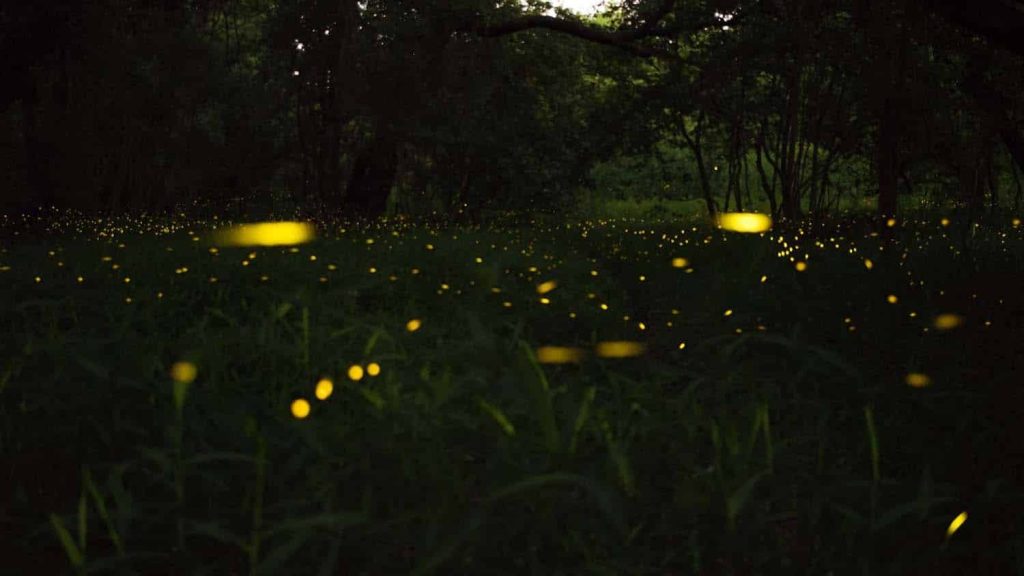 Chasing fireflies at Hidden Cove in Arley, Alabama.