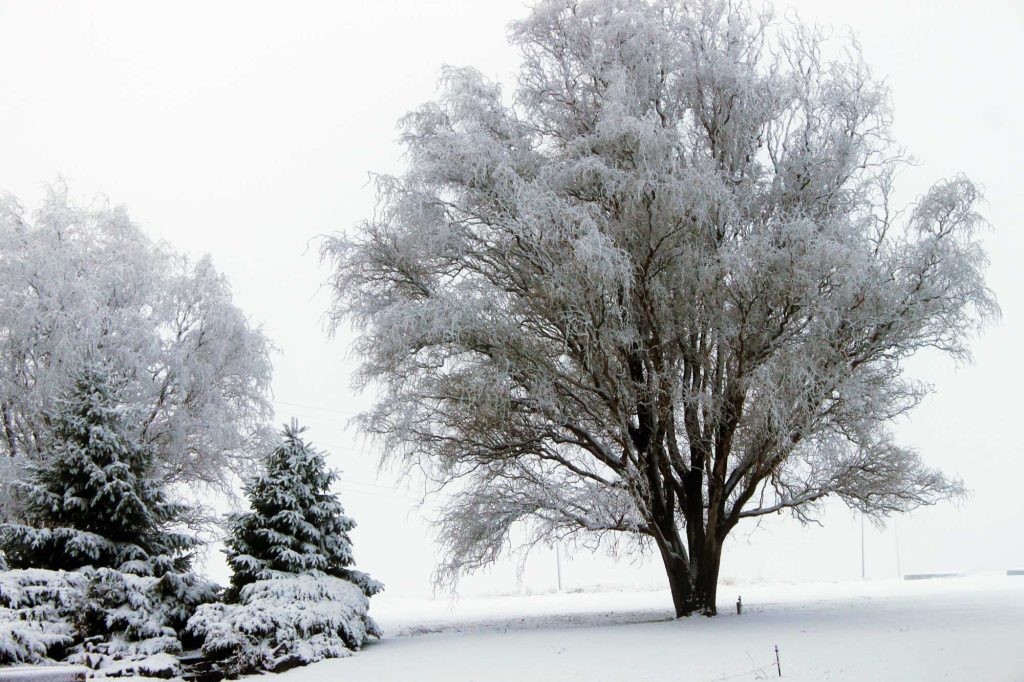 Gorgeous Snow Covered Tree in Moses Lake Washington March 2012 - Let the Adventures Begin