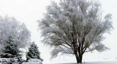 Gorgeous Snow Covered Tree in Moses Lake Washington March 2012 - Let the Adventures Begin