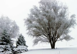 Gorgeous Snow Covered Tree in Moses Lake Washington March 2012 - Let the Adventures Begin