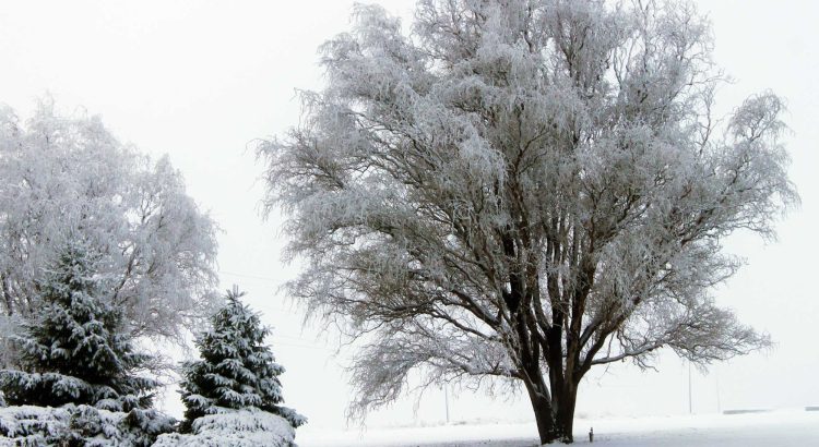 Gorgeous Snow Covered Tree in Moses Lake Washington March 2012 - Let the Adventures Begin