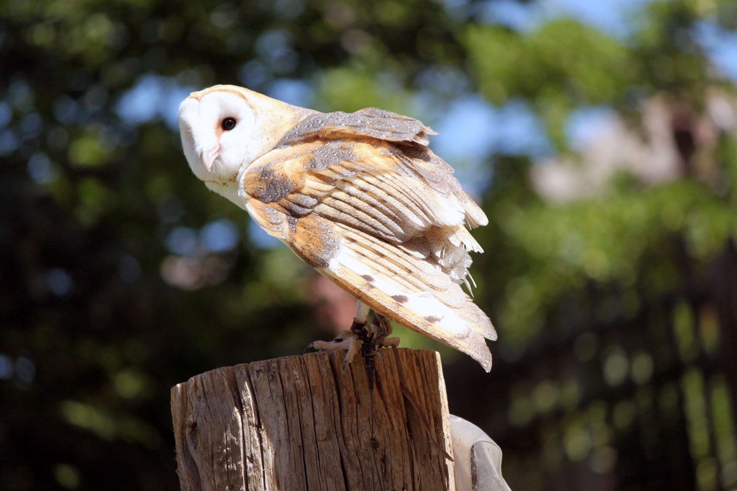 A beautiful little owl at the bird show at Hogle Zoo.