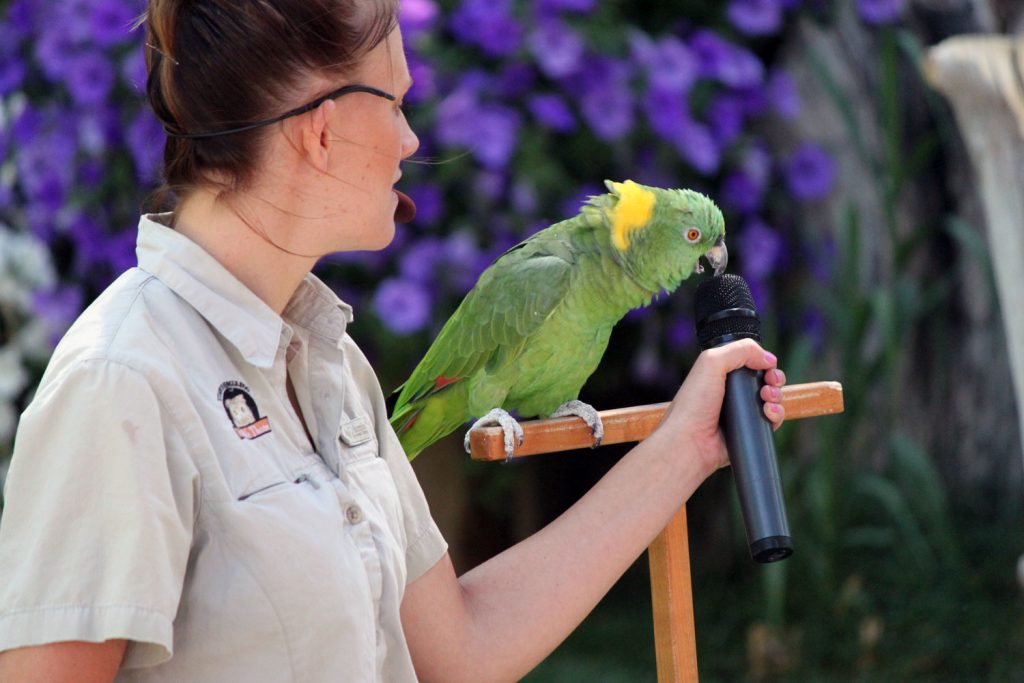 The talking parrot at the Hogle Zoo.