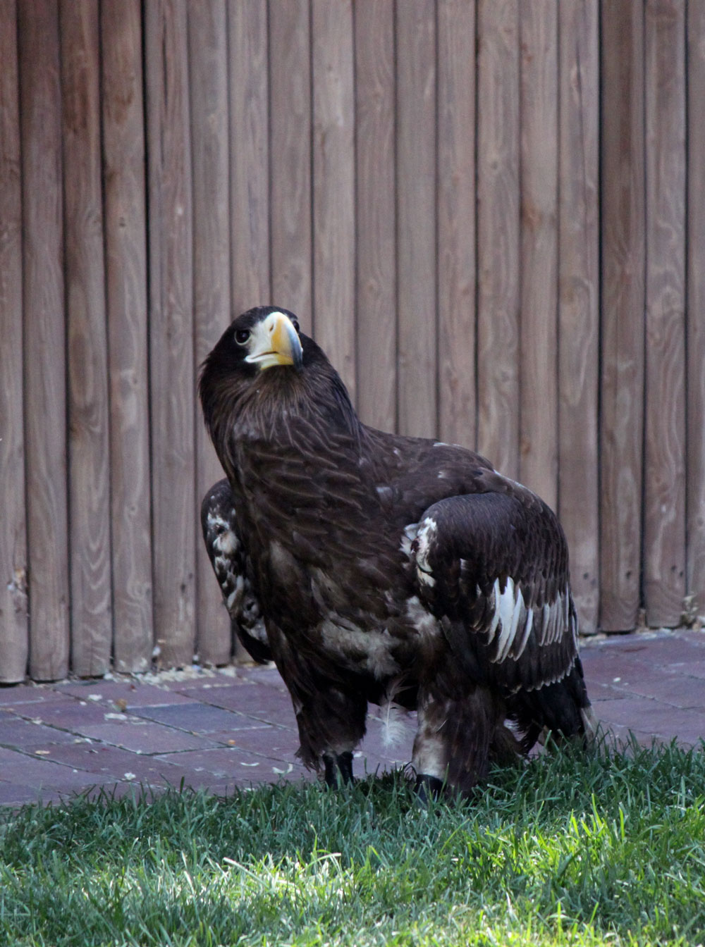 A huge and glorious eagle at the Hogle Zoo Bird Show. If I remember right, this Eagle was a rescue eagle.