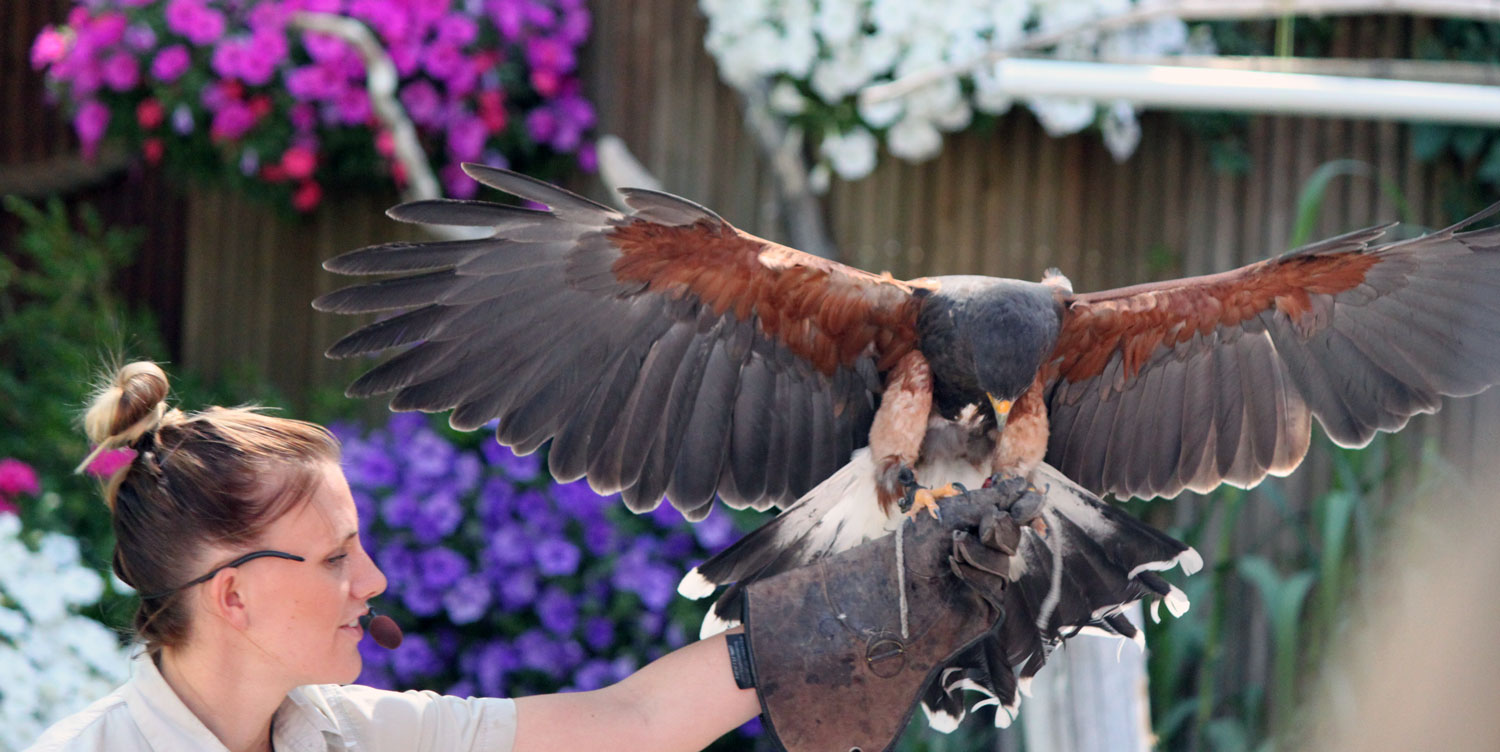 The falcon showing his wing span with the ornithologist.