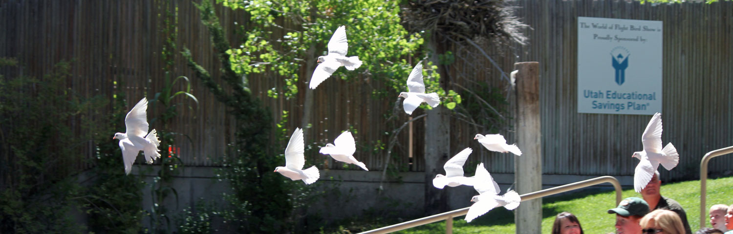 A flock of beautiful white doves in flight at the bird show.