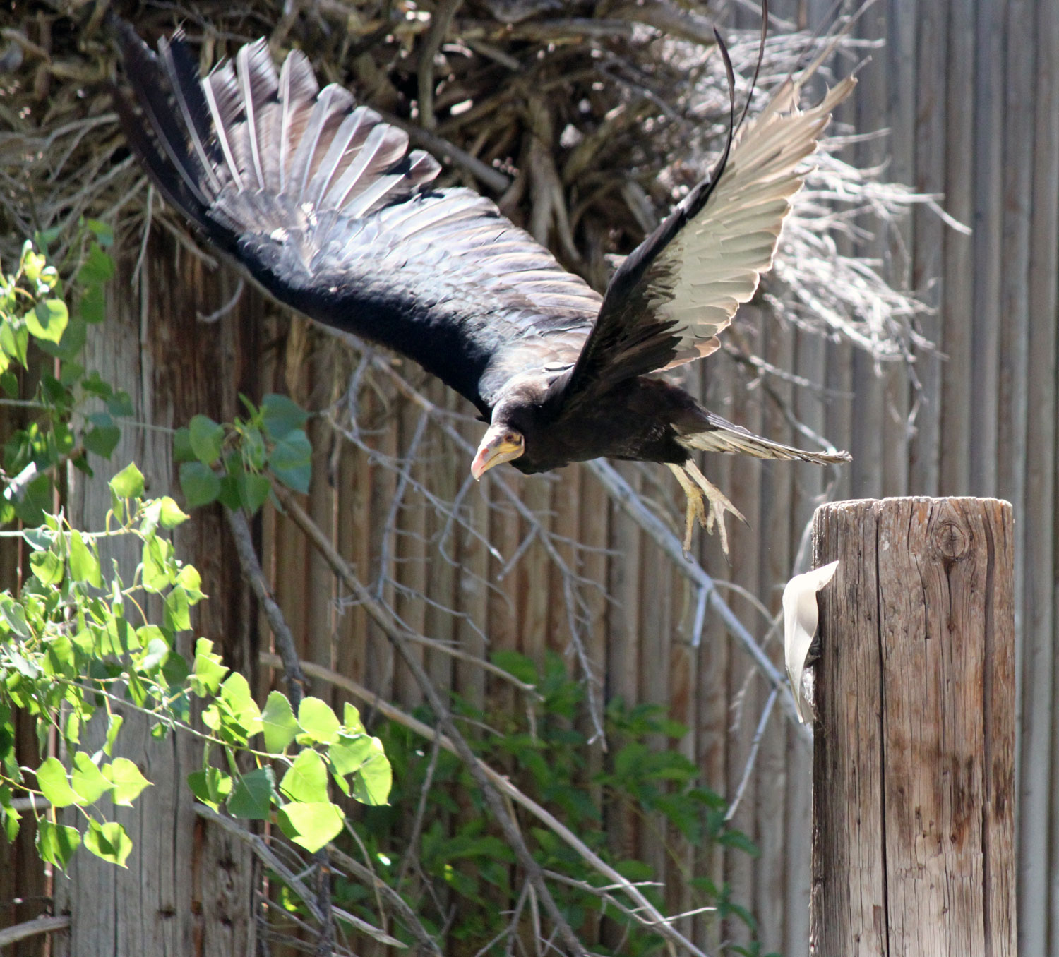 A bird in flight at the bird show in Salt Lake City, Utah.
