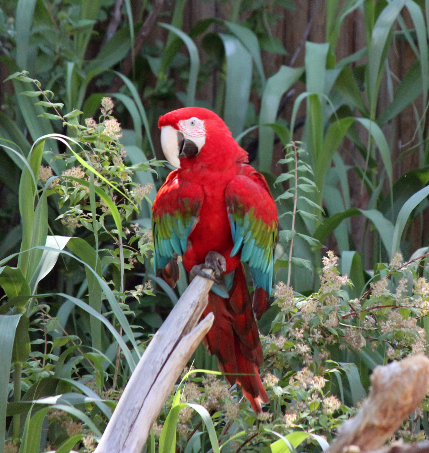 A beautiful red parrot at the Hogle Zoo.