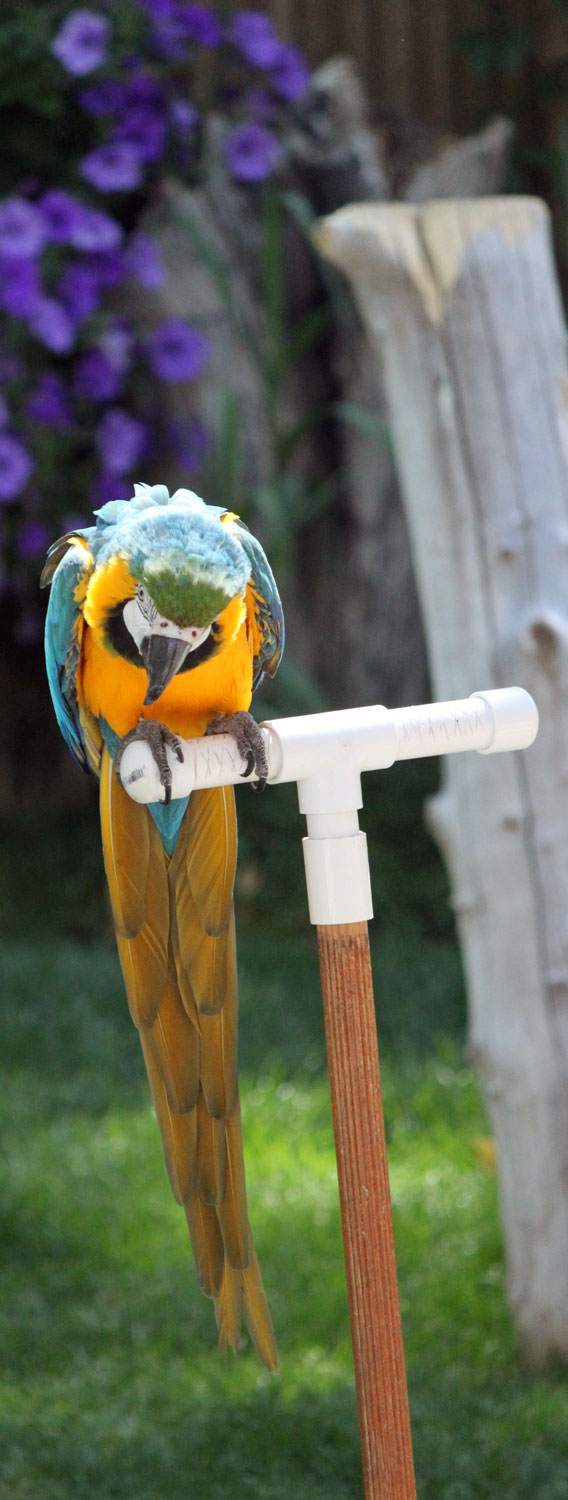 A super vibrant parrot with a long tail. He was so beautiful, much like the parrots Rhett and I saw in the Caribbean years ago.