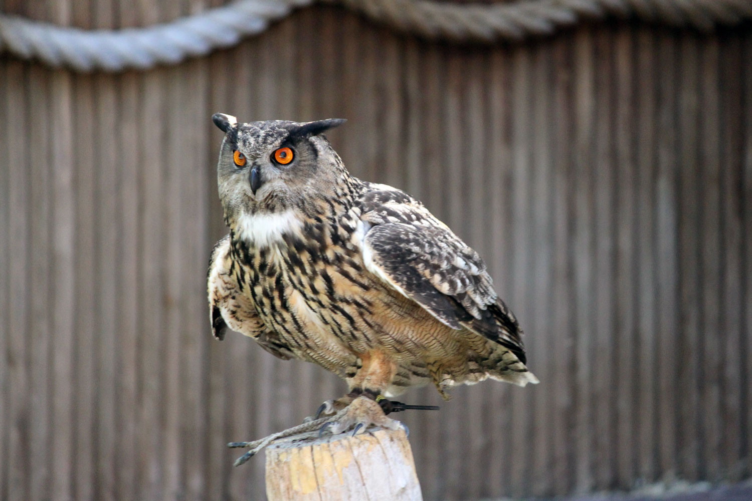 A glorious owl with bright orange eyes at Hogle Zoo The World of Flight Bird Show.