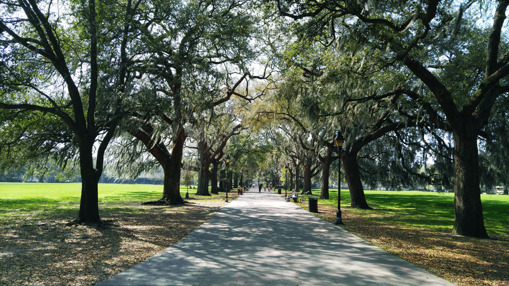 Trees with Spanish Moss bordering the Forsyth Park Walkway in Savannah, Georgia.