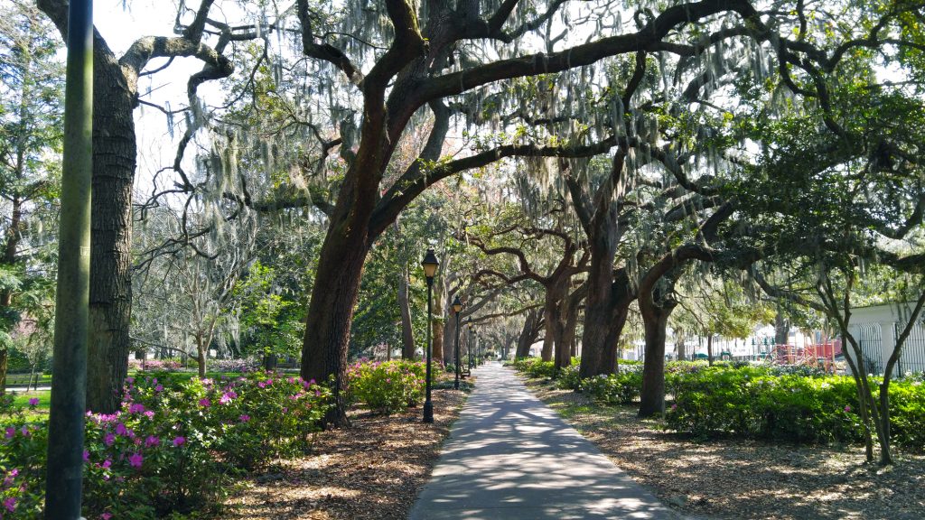 Spanish moss in the trees at Forsyth Park in Savannah Georgia.